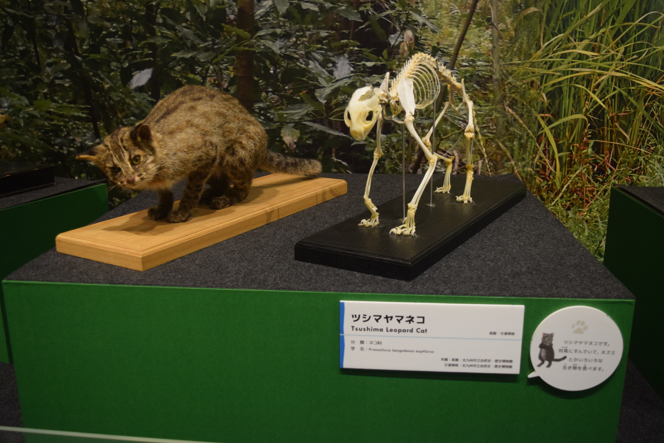 画像④名古屋会場の様子：ツシマヤマネコ展示