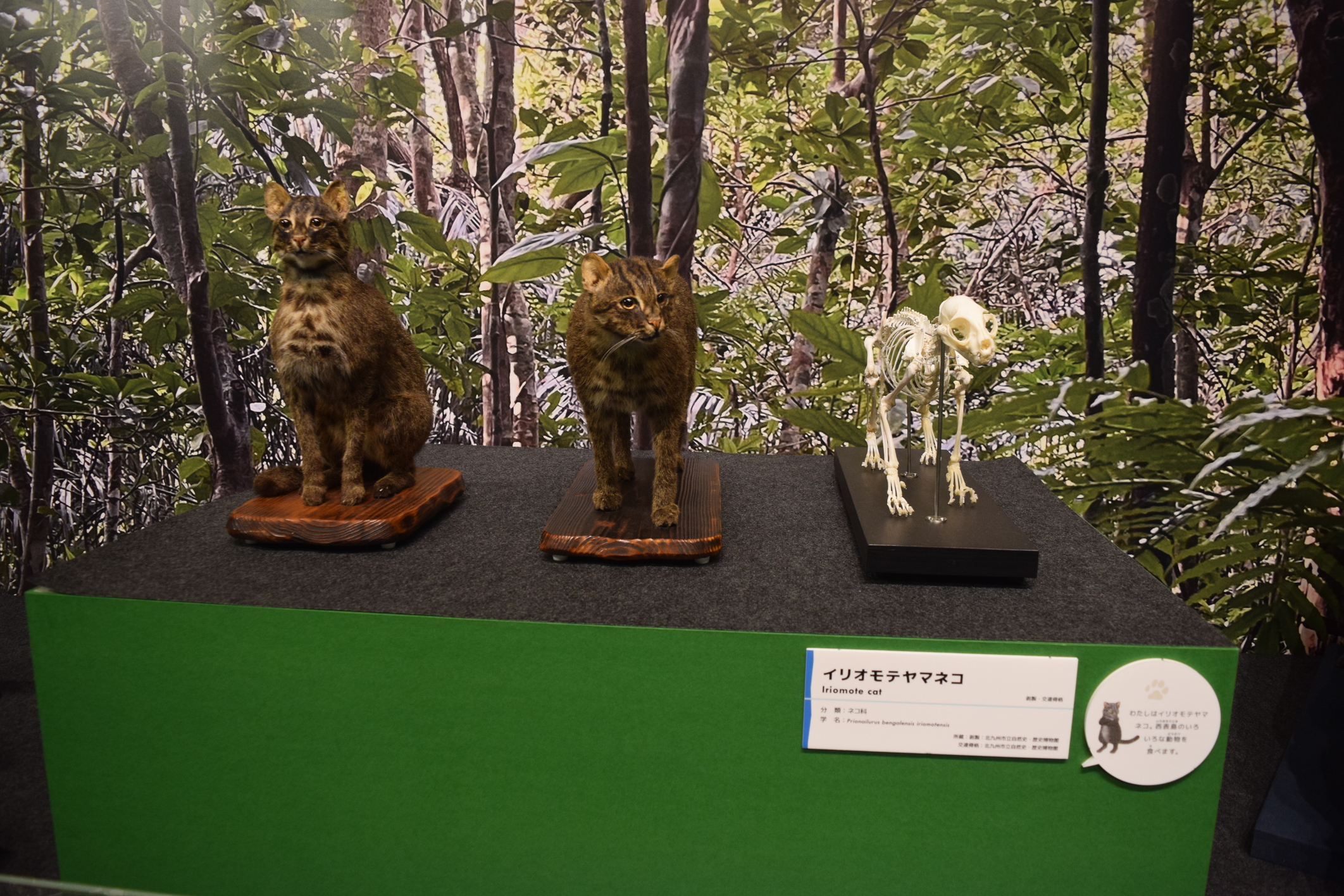 画像③名古屋会場の様子：イリオモテヤマネコ展示