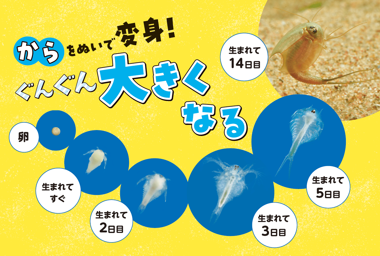 「本物のカブトエビ」をふ化させることができる学研のキットが発売。「古代生物」を自分の手で卵から目覚めさせよう_004