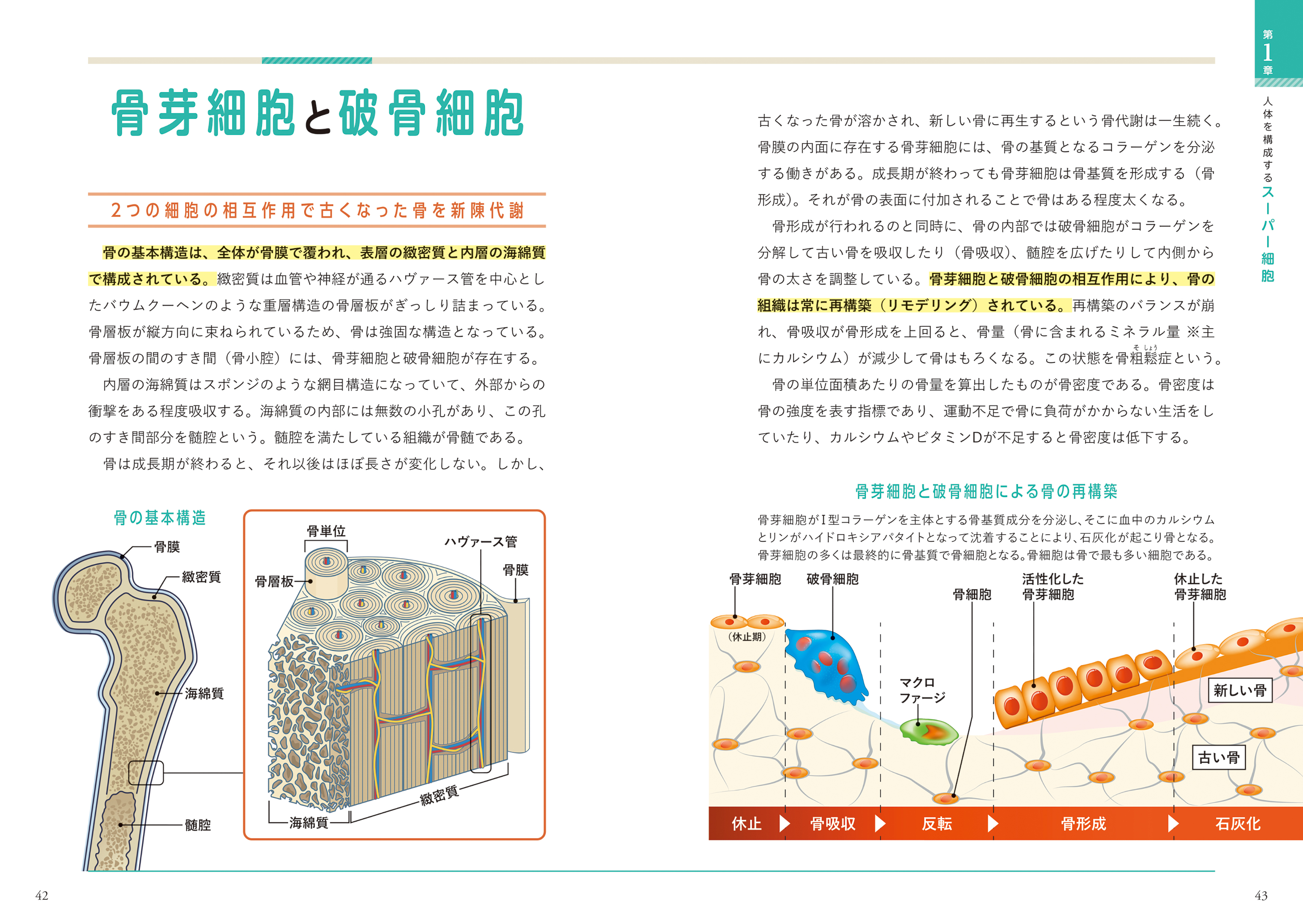 大人向け図鑑『世界一細かい人体図鑑』が9月16日に発売。医師・医学博士監修で「からだの細部」をとことん学べる一冊_001