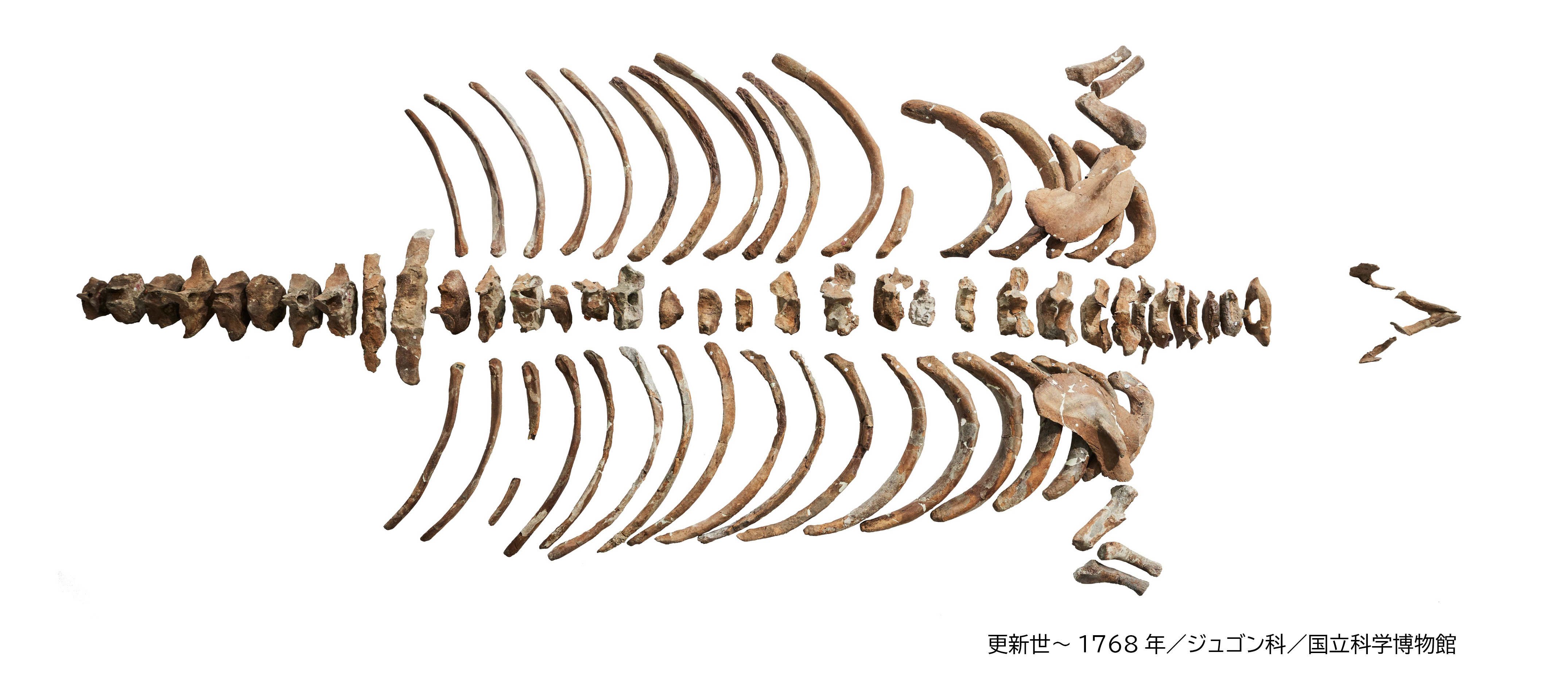 「大絶滅展―生命史のビッグファイブ」会期中のイベント・キャンペーン情報や新グッズ情報が公開_011