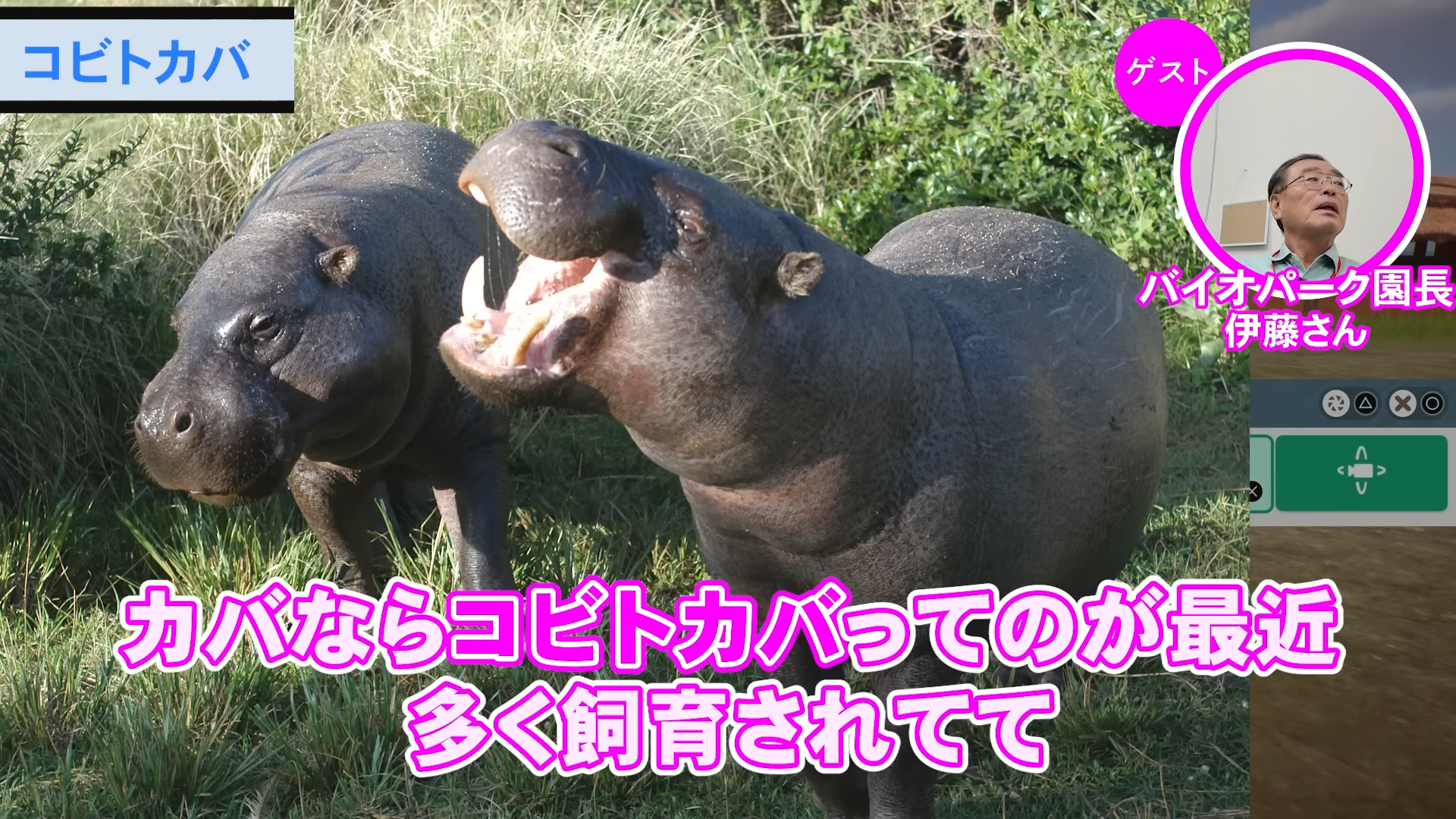 「ゲームさんぽ／よそ見」最新回が公開。『プラネット ズー』の「カバ」を“リアル動物園園長”と見る動画_007