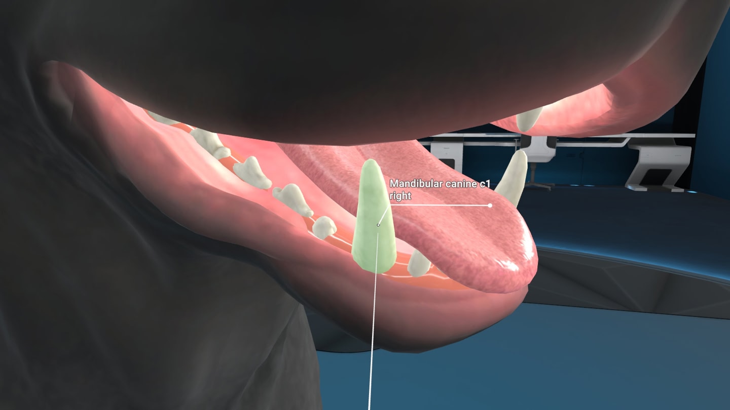 『Animal Anatomy VR』が11月11日に発売。PS VR2、Meta Quest向けの動物解剖学アプリ_003