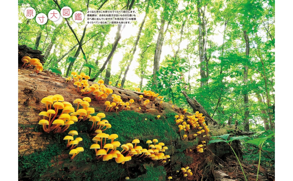 きのこ約440種を似た種類ごとに紹介する図鑑『くらべてわかる きのこ（原寸大）』Kindle版が499円で購入できるセール開催中_002