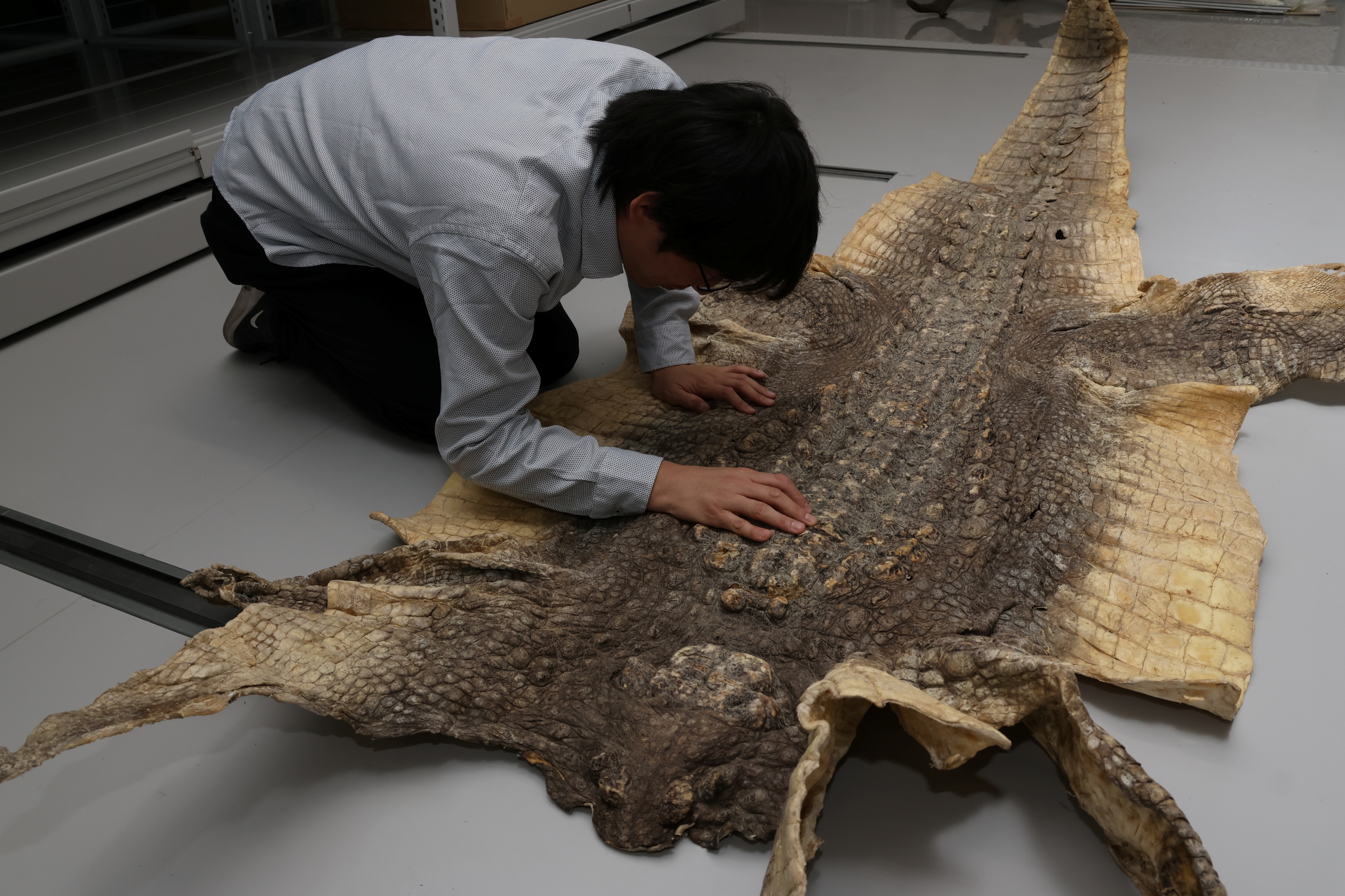 国立科学博物館にて企画展「ワニ」が11月26日より開催決定。シンプルな企画展名とワニの写真が目を引くポスターが印象的_002