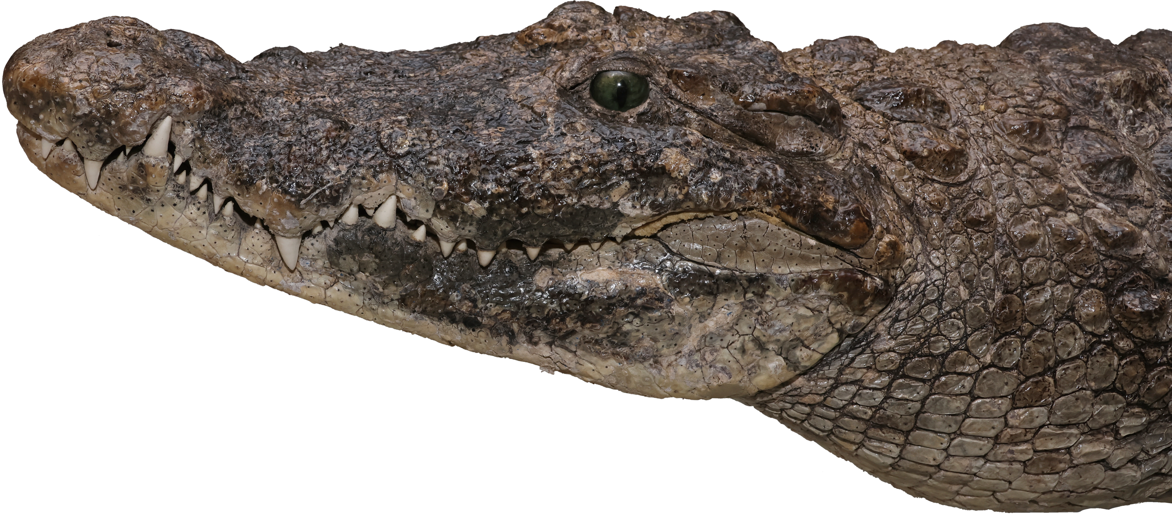 国立科学博物館にて企画展「ワニ」が11月26日より開催決定。シンプルな企画展名とワニの写真が目を引くポスターが印象的_003