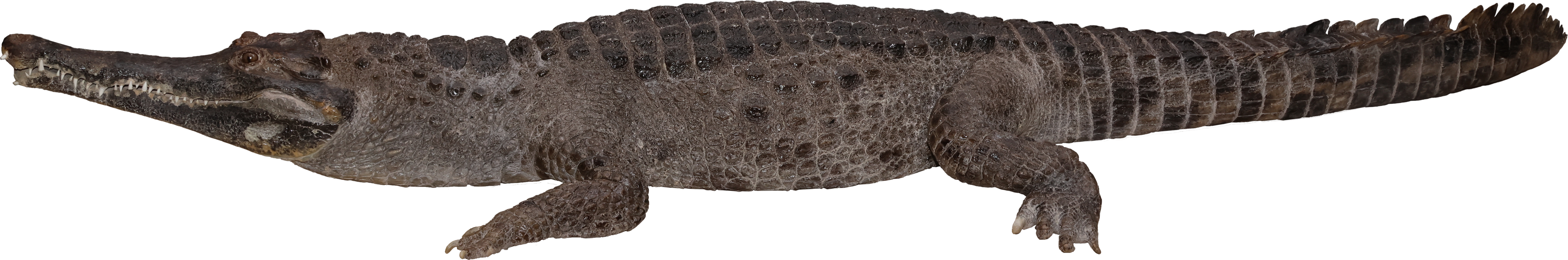 国立科学博物館にて企画展「ワニ」が11月26日より開催決定。シンプルな企画展名とワニの写真が目を引くポスターが印象的_004