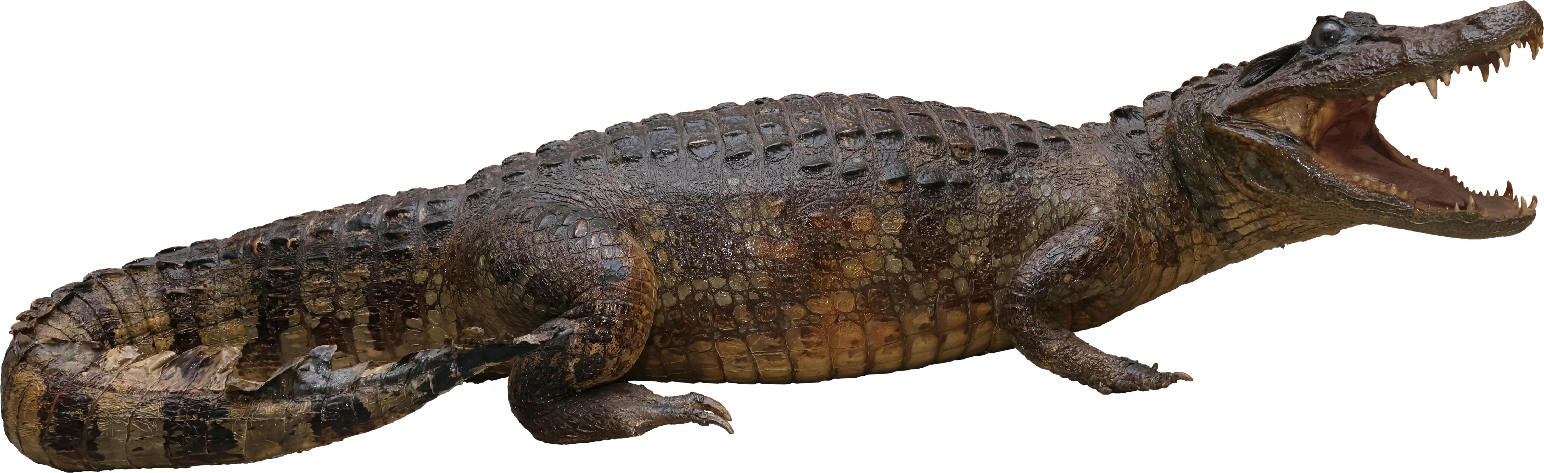 国立科学博物館にて企画展「ワニ」が11月26日より開催決定。シンプルな企画展名とワニの写真が目を引くポスターが印象的_005