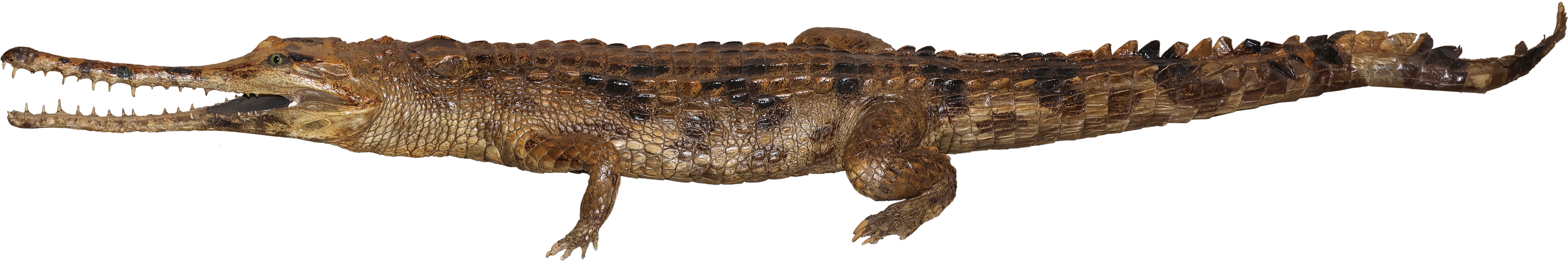 国立科学博物館にて企画展「ワニ」が11月26日より開催決定。シンプルな企画展名とワニの写真が目を引くポスターが印象的_006