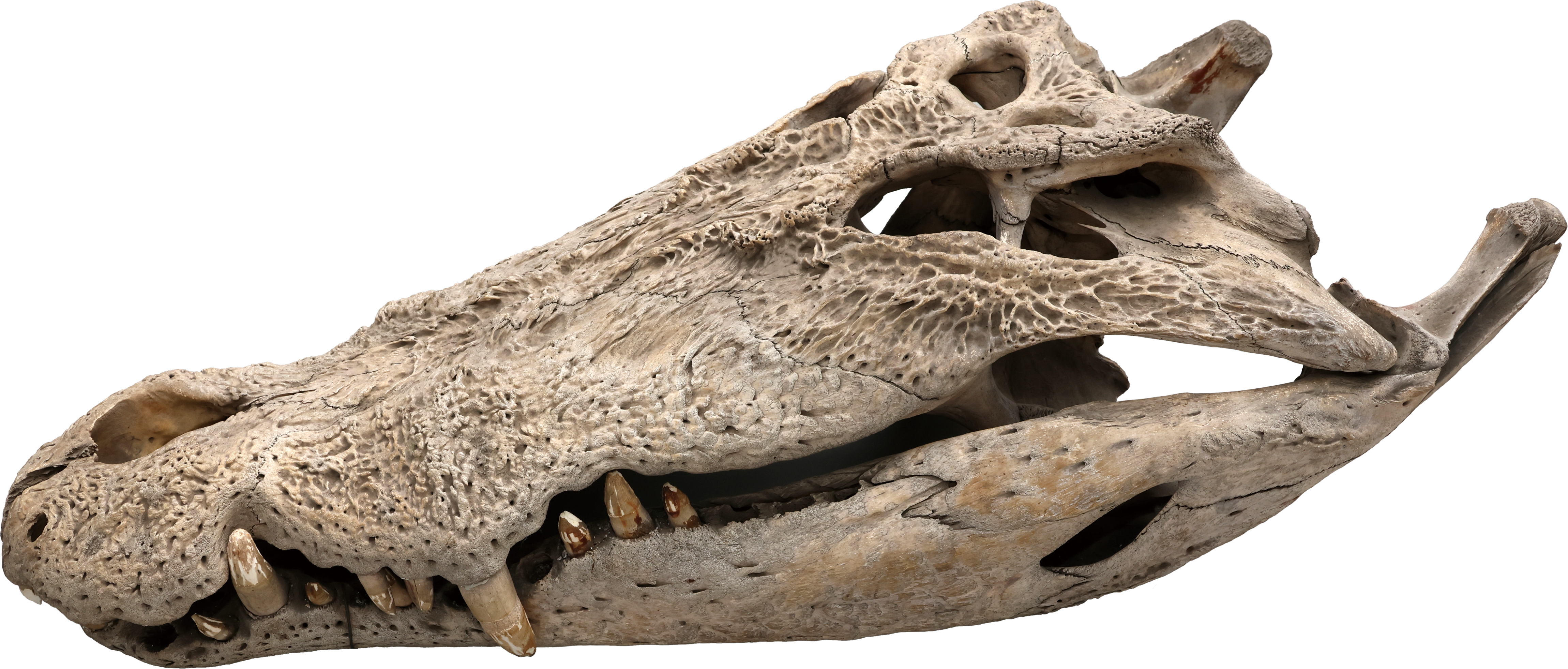 国立科学博物館にて企画展「ワニ」が11月26日より開催決定。シンプルな企画展名とワニの写真が目を引くポスターが印象的_007