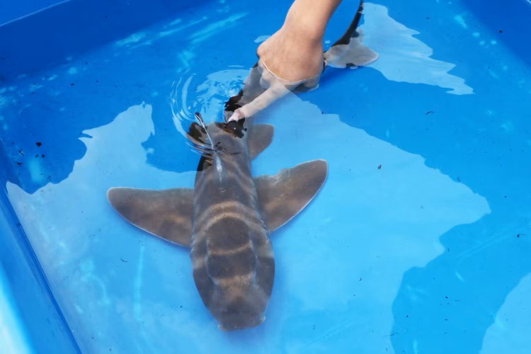 「シーパラ サメ博2026」が、横浜・八景島シーパラダイスにて、1月9日から4月5日まで開催_002