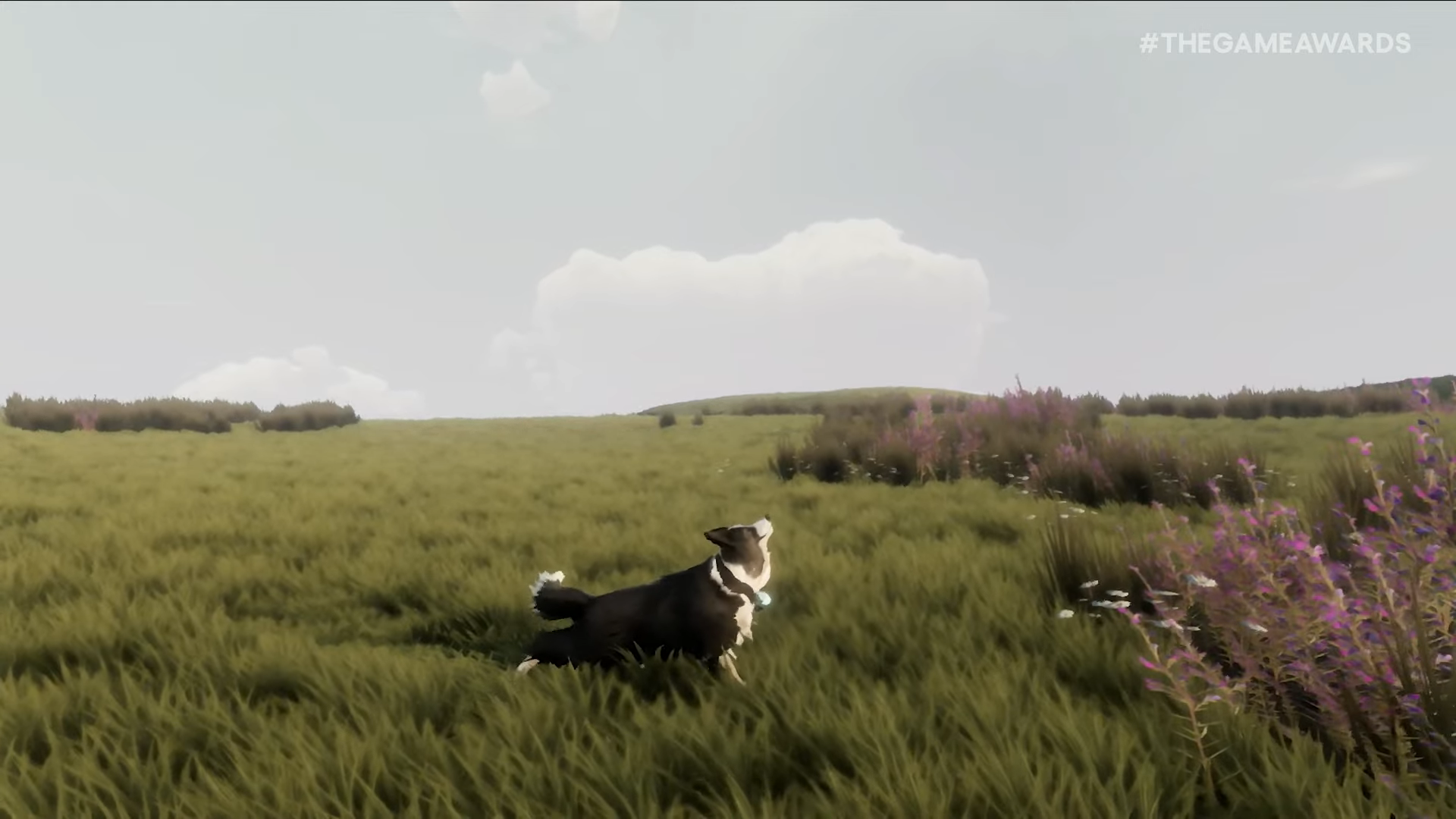 牧羊犬となって、羊を導きながら冒険する『the free shepherd』が2027年に発売決定_001