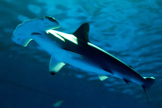 「シーパラ サメ博2026」が、横浜・八景島シーパラダイスにて、1月9日から4月5日まで開催_001