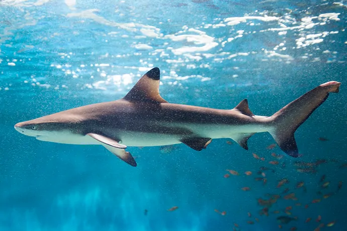 「シーパラ サメ博2026」が、横浜・八景島シーパラダイスにて、1月9日から4月5日まで開催_003