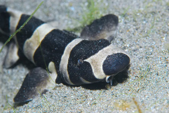 「シーパラ サメ博2026」が、横浜・八景島シーパラダイスにて、1月9日から4月5日まで開催_004