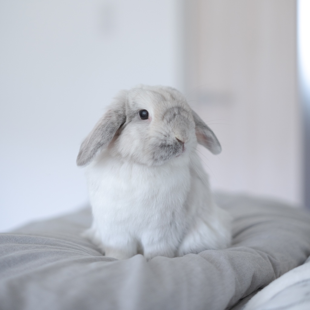 『うさぎとぷーぷ』1月23日に配信開始。かわいいドット絵うさぎの“うんぴ”を集めるデスクトップペット_011