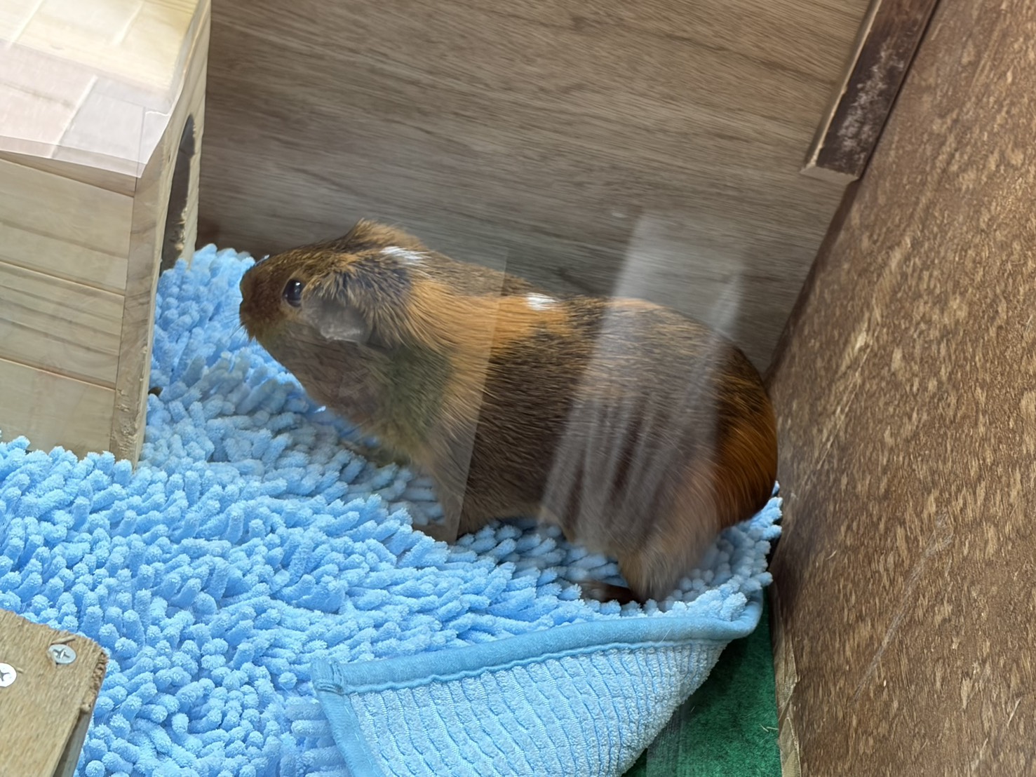 声優・黒木ほの香エッセイ「思い立ったら行動派へのすすめ」：黒木ほの香のどうか内密に。_007