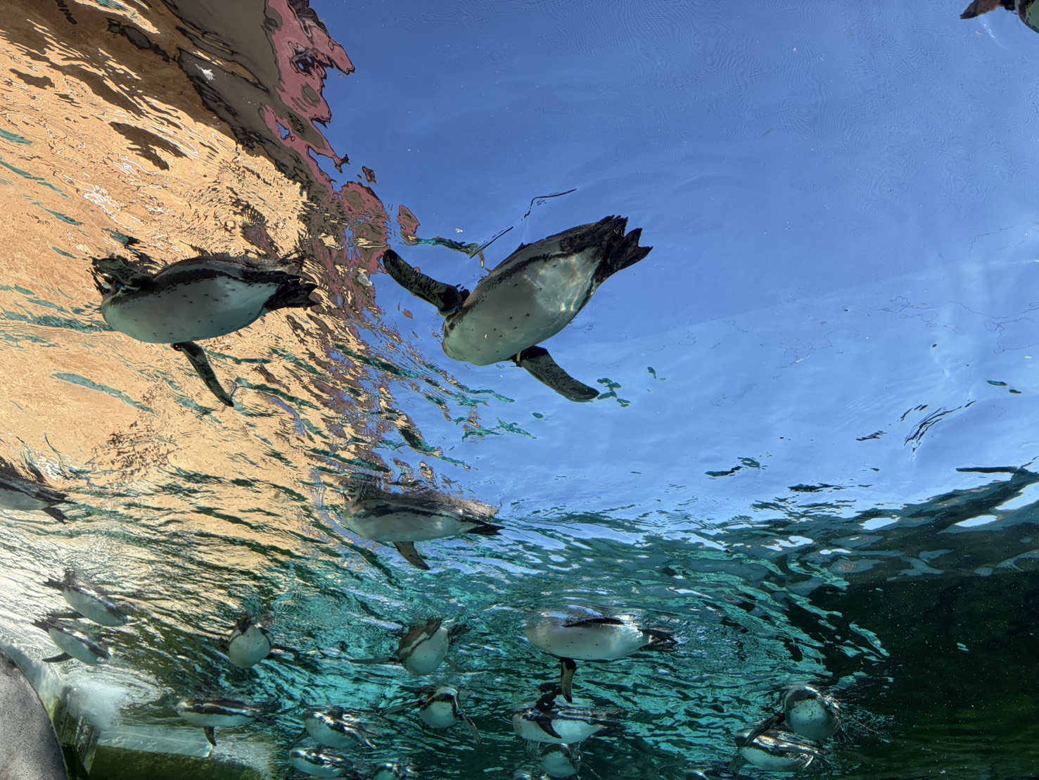 声優・黒木ほの香エッセイ「思い立ったら行動派へのすすめ」：黒木ほの香のどうか内密に。_005