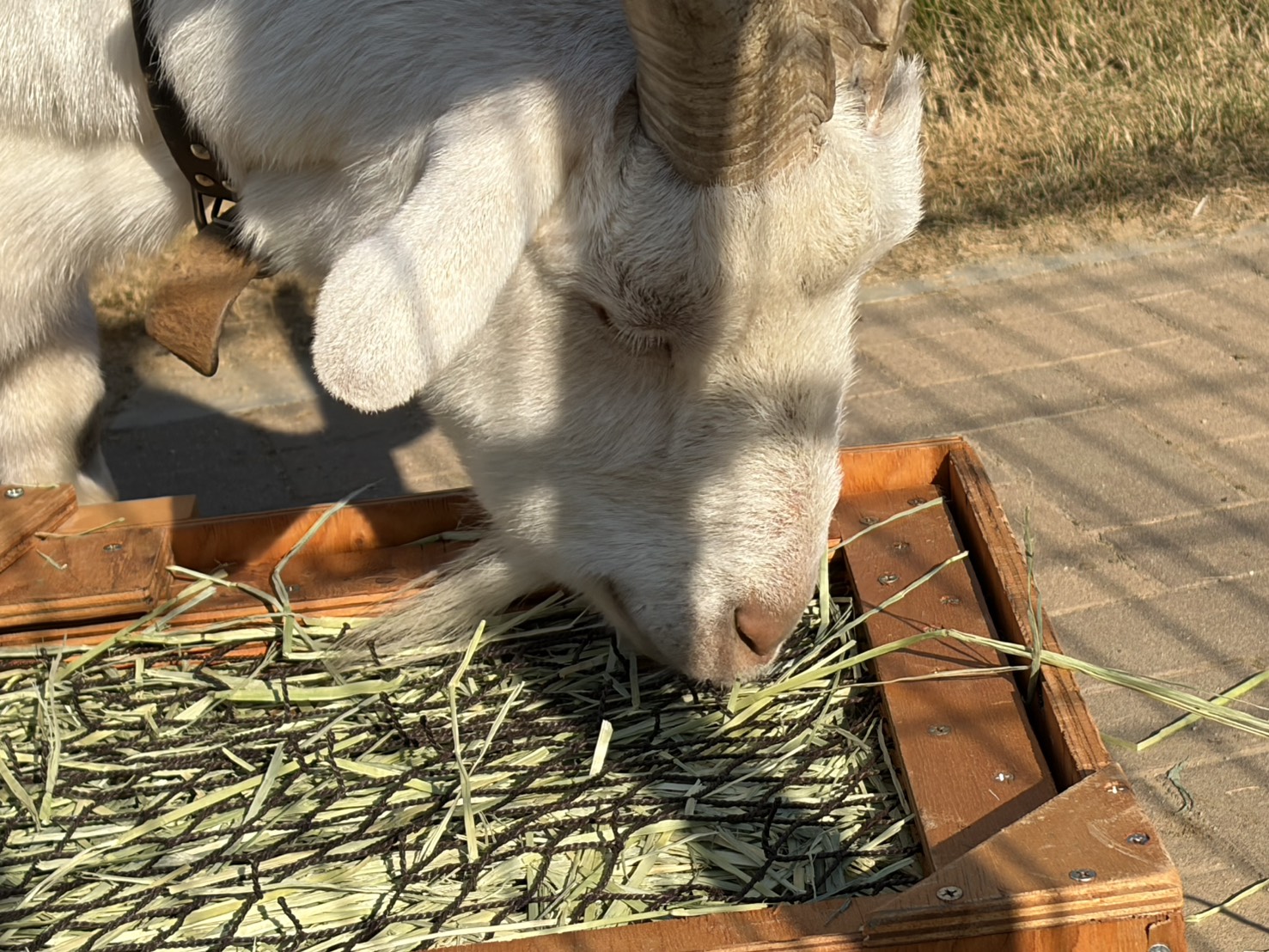 声優・黒木ほの香エッセイ「思い立ったら行動派へのすすめ」：黒木ほの香のどうか内密に。_008