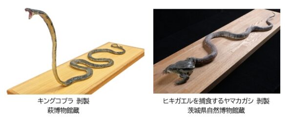 「超危険生物展 科学で挑む生き物の本気」の見どころとグッズについての情報が解禁_005