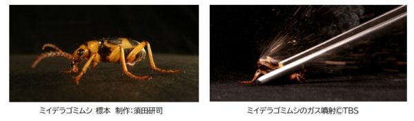 「超危険生物展 科学で挑む生き物の本気」の見どころとグッズについての情報が解禁_006