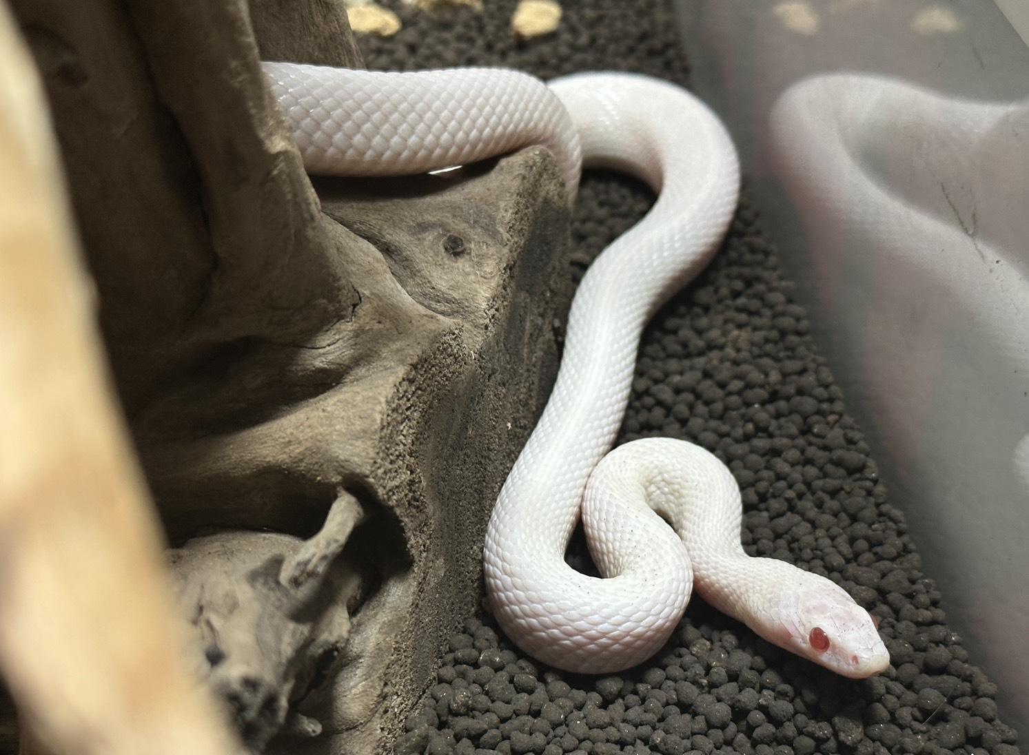 『ゼンゼロ』最新アプデで蛇ギャル治安官が急に少年漫画を始めちゃう。熱すぎて鳥肌……！_012