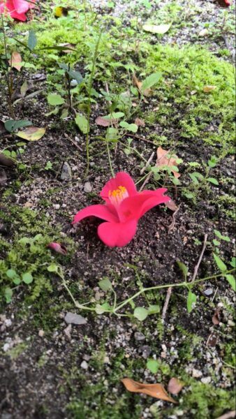 『オブラートに包まれた怪談』評価・感想・レビュー_008