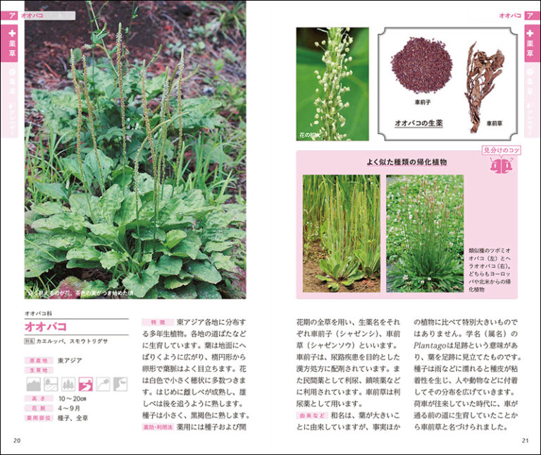 書籍『薬草・毒草を見分ける図鑑』Kindle版が66％オフとなるセール中。各植物の特徴や見分け方を写真付きで解説_004