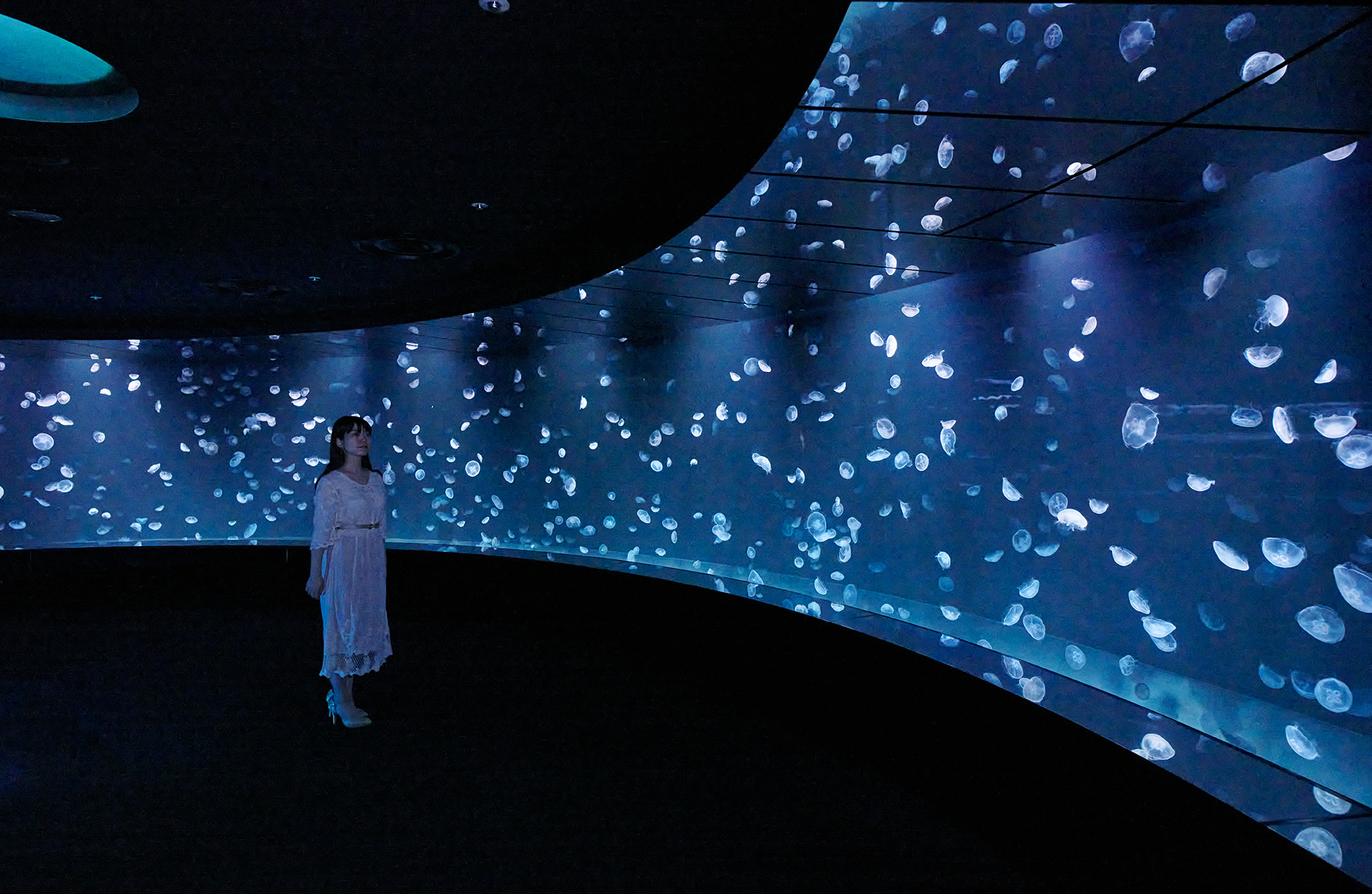 『アクアリウムは踊らない』と水族館がコラボ！夜間限定の謎解きイベント「館長からの挑戦状」が開催決定、6月12日から7月20日まで_015
