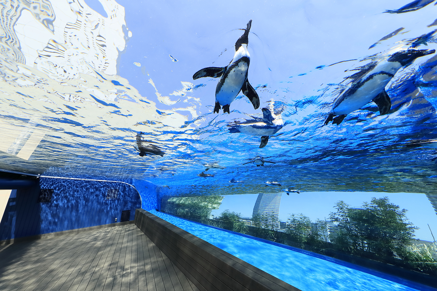 『アクアリウムは踊らない』と水族館がコラボ！夜間限定の謎解きイベント「館長からの挑戦状」が開催決定、6月12日から7月20日まで_001