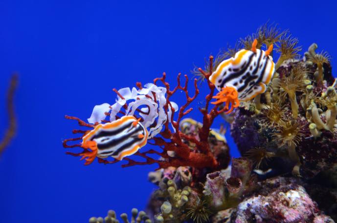 「超かぐや姫！×サンシャイン水族館」コラボイベントが夏休みの7月24日～8月30日に開催決定_006