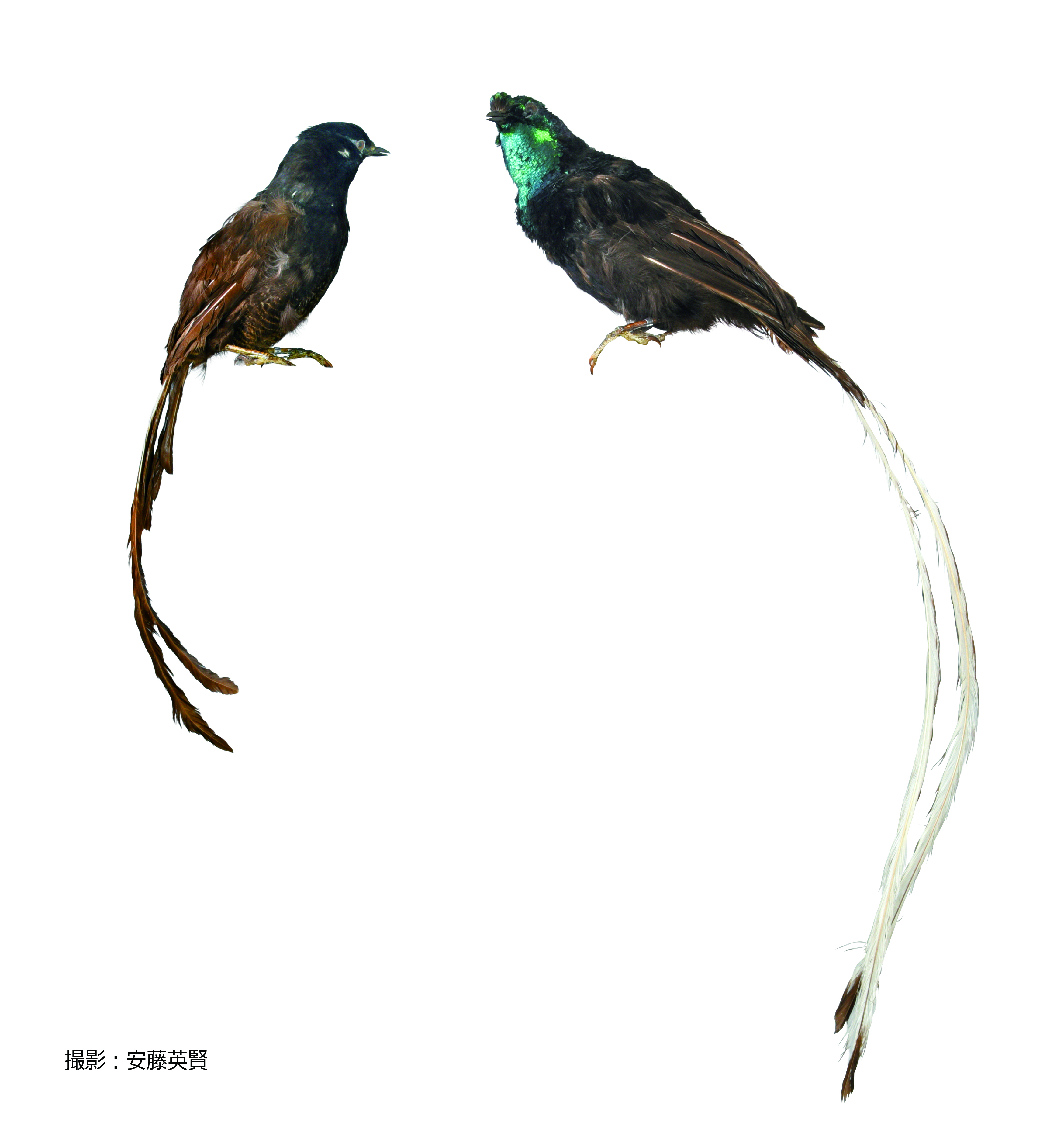 国立科学博物館で特別展「生きものたちの性」が開催決定。温度や環境で性が決まる生きものなどに迫る_008