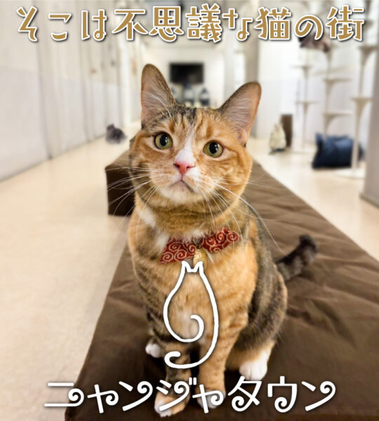 猫のふれあいパーク「ニャンジャタウン」が9月30日をもって営業終了へ_001