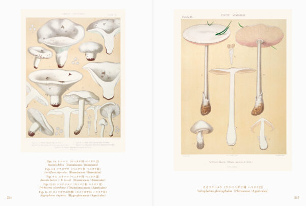 書籍『世界の美しいきのこ絵』が刊行。18世紀~20世紀に描かれた世界の菌類図譜を約300点収録した図鑑_012