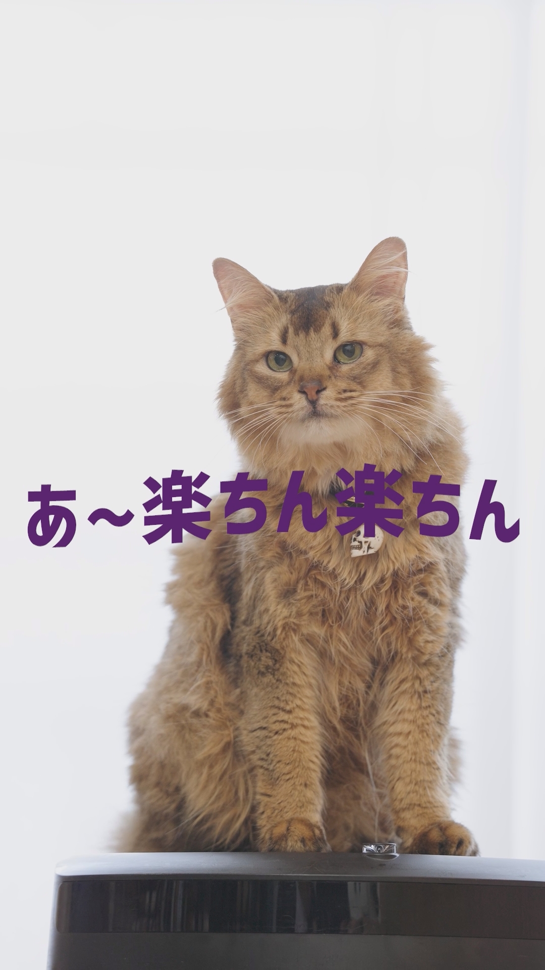 “ネコ”と“中二病”の無秩序シミュレーションRPG『デモンズナイトフィーバー』リアル猫がいたずらするWeb CMを公開中
_004