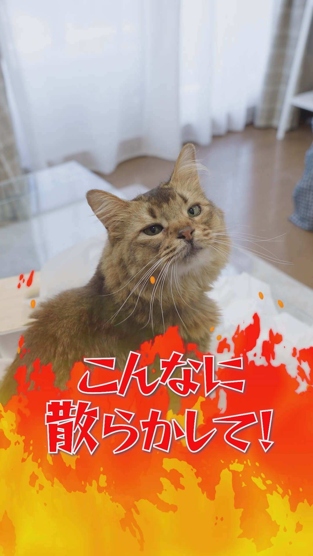 “ネコ”と“中二病”の無秩序シミュレーションRPG『デモンズナイトフィーバー』リアル猫がいたずらするWeb CMを公開中
_003