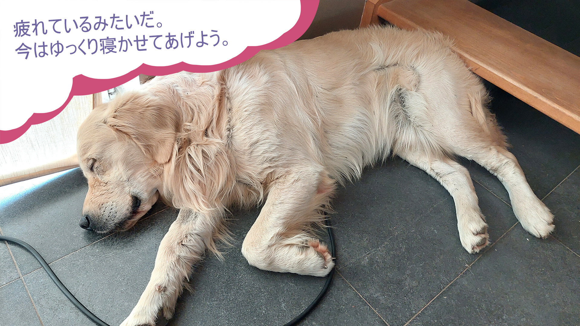 “本物の犬”が主役のゲーム『ゴールデンレトリバーと過ごす日々』2027年2月にSteamでリリースへ
_001
