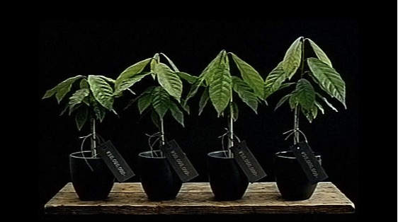 “口”にできないチョコレート店『チャンプチャイムチョコレート』詳細解禁_006